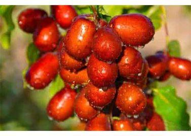 China Sinkiang Hetian Jujube for sale