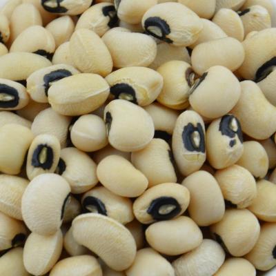 China Wholesale Fresh Organic White Bean Black Eye Dried Cowpea Vigna for sale