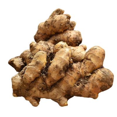 China Healthy Chinese Fresh Dry Fresh Ginger 100g 250g 300g Size Red Yellow Ginger Root For Export New Arrival Growing Ginger 2021 for sale