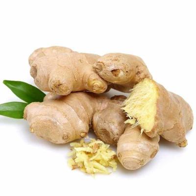 China Healthy Air Dried Chinese Ginger Shandong Origin 10kg PVC Air Dried Carton 2021 New Culture Packing China Air Dried Ginger for sale