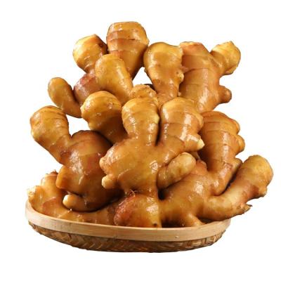 China Ginger Exporter High Quality Fresh Chinese Healthy 10kg 20kg Mesh Bag Packing Fresh Yellow Red Ginger Buyers for sale