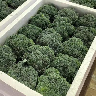 China Healthy Fresh Broccoli Vegetables With Box Packing High Quality For Sale GAP HACCP Certificated Chinese Organic Broccoli Low Price for sale