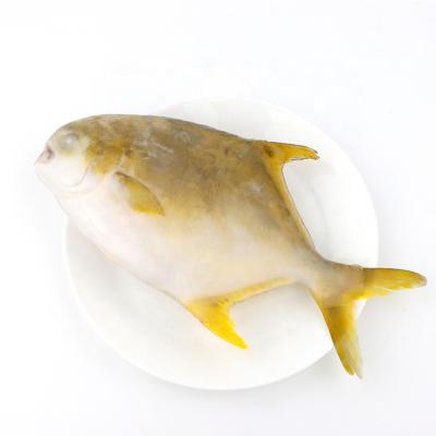 China Good Quality Nutritional Golden Pompano Fresh Frozen Seafood Golden Pompano Low Fat Golden Pompano for sale