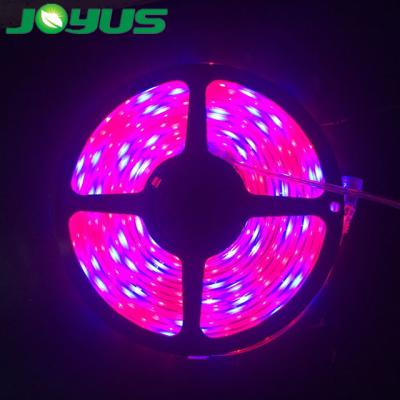 China Seed start led plant strip blue red light strip for 1:4 12v 450nm 660nm smd 5730 ip20 ip65 hydroponic grade for sale