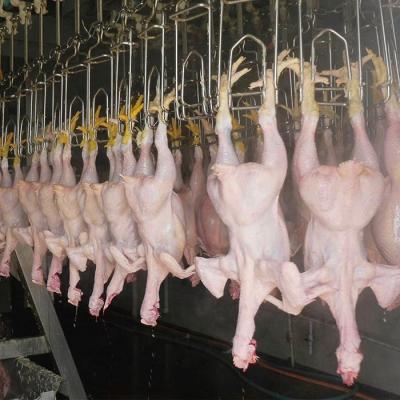 China Customized Slaughtering Line Chicken Slaughterhouse Slaughtering Product for sale