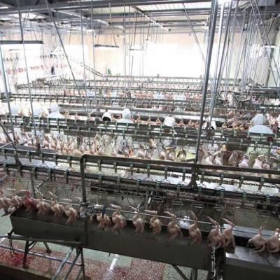 China Customized Commercial Slaughter Line Stainless Steel Poultry Feather Plucker Chicken Plucking Machine Quail Feather Slaughter Equipment for sale