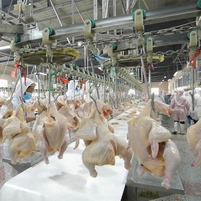 China Customized Halal Slaughter Line Saudi Arabia 300-1000BPH Small Slaughterhouse Chicken Slaughtering Production Line for sale