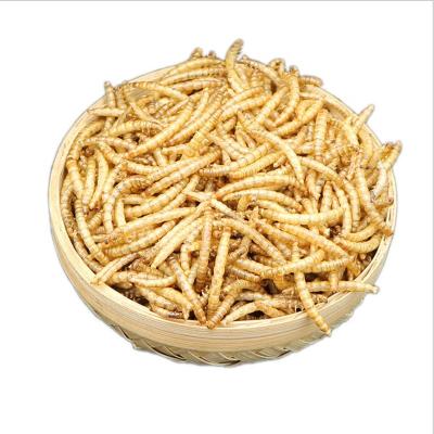 China Feeding Pet Insects Freeze Dried Mealworms For Chickens for sale