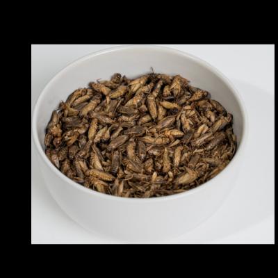 China Stocked Crispy Animal Feed Dried Crickets Animal Feed for sale