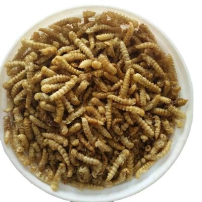 China Feeding Pet With Dried Mealworm Bird Food Mealworms Fish Food for sale