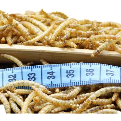 China Mealworms Fish Food With 1 Year Shelf Life Dried Mealworms Fish Meal for sale