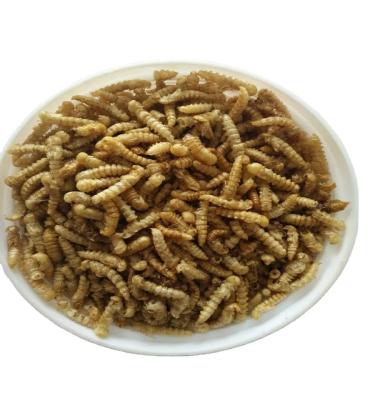 China Dried Mealworm Bird Food for Enhanced Nutritional Benefits - Calcium-Rich Mealworms for sale