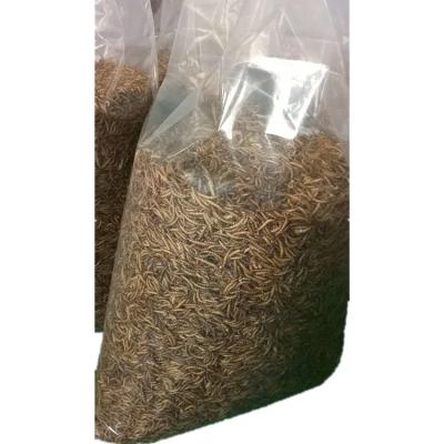 China Feeding Pet Mealworms Fish Food with Ingredients - Mealworms for sale