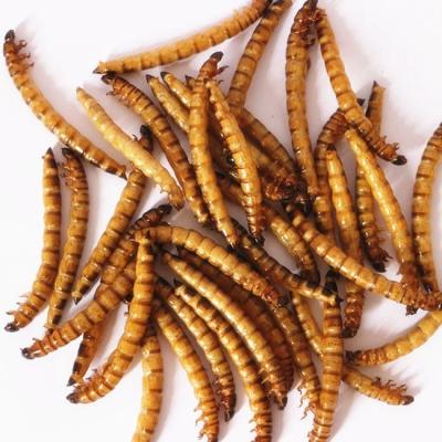 China High-Nutrition Freeze Dried Worms with Mealworms for sale