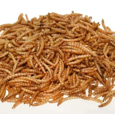 China Origin Dried Mealworms with 1 Year Shelf Life Benefits and Requirements for sale