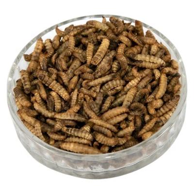 China Black Soldier Fly Protein Powder with Ingredients Black Soldier Fly Larvae for sale