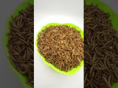 Dried mealworm