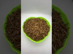 Dried mealworm