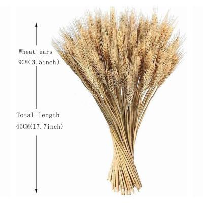 China Modern real wheat ear flower ornaments natural dry flower bouquet wedding decoration for party home decor for sale