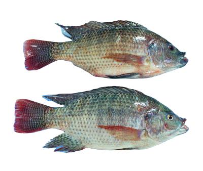 China Low Sugar Frozen Tilapia Low Sugar Fish for sale