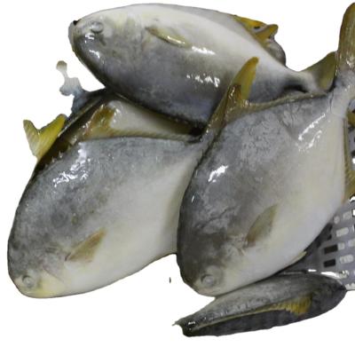 China Low Sugar Frozen Whole Round Golden Low Sugar Piglet and Pompano Pompano Frozen Golden Fish for sale