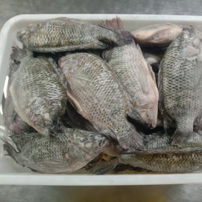 China Low Sugar Tilapia Fish Wholesale Low Sugar Round Whole GS for sale