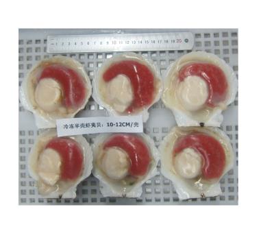 China Frozen Food Frozen Food Shell Scallop for sale