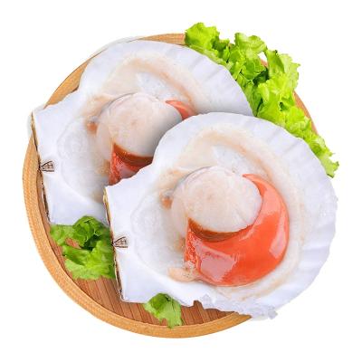 China Frozen Half FROZEN Sea Shell Scallop for sale