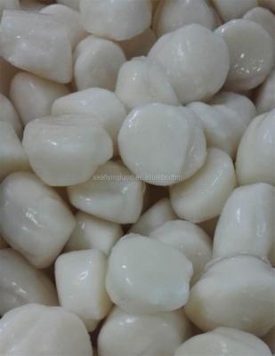 China High quality FROZEN FROZEN frozen sea scallop for sale shape raw material Japan for sale