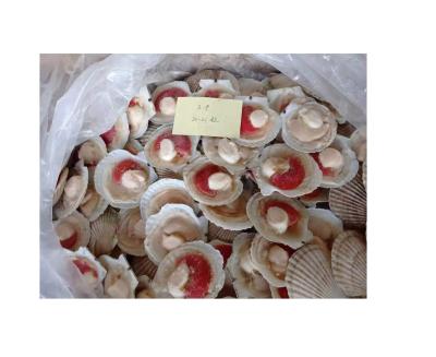 China Half frozen scallop shell FROZEN FROZEN for sale