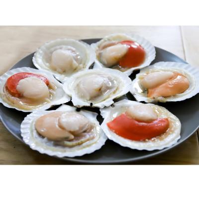 China Frozen Half FROZEN Sea Shell Scallop for sale