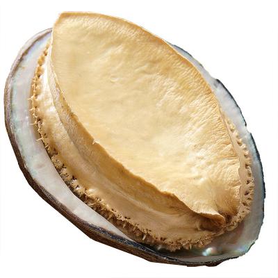 China High quality low fat nutritious shellfish dried abalone for sale with best price for sale