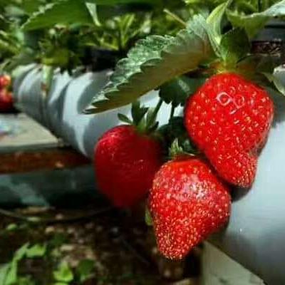 China Vegetable Large Size Multi-span Venlo Greenhouse Glass Tomato Greenhouse And Strawberry Greenhous for sale