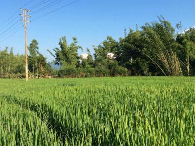 China Benzinbetriebene Hubschrauber-Sprüher-landwirtschaftliche Nutzung der Fernbedienungs-RC von Brummen zu verkaufen