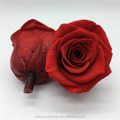 China Decoration factory wholesale supply 5-6cm real durable roses home preserved red panty rose for valentines day for sale