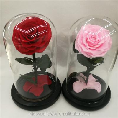 China Wholesale Home Decoration Pink Rose Color Large Preserved Flowers Roses In Glass And Glass Dome Tube 22cmx14cm for sale