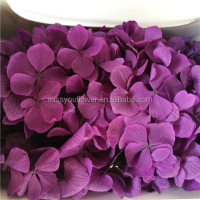 China Wholesale Home Decoration Preserved Kunming Hydrangea Everlasting Big Leaf Hydrangea for sale