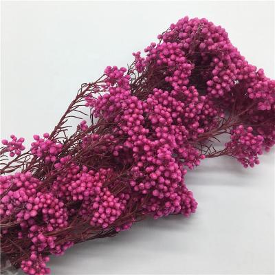 China High Quality Cheap Natural Home Wholesale Color Decoration Rice Flower Hot Pink Preserved Millet Flowers On Sale From Kunming for sale