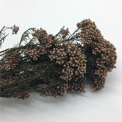 China Wholesale Home Decoration Coffee Color Preserved Millet Flower Rice Flower For Dry Flower Decoration for sale