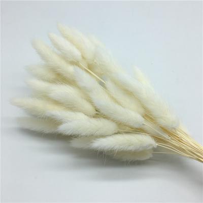 China Wholesale White Color Natural Dry Lagurus Ovatus Home Kunming Decoration Flower Rabbit Tail Grass Dry Grass for sale