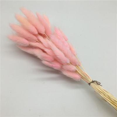 China Wholesale Home Decoration Flower Pink Color Cheap Dried Dry Herb Ovatus Lagurus Bunny Tail For Wedding Wedding Home Decorations On Sale for sale