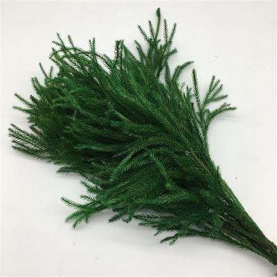 China Home Decoration Dry Flower Green Color Preserved Club Moss Flower On Sale From Yunnan for sale