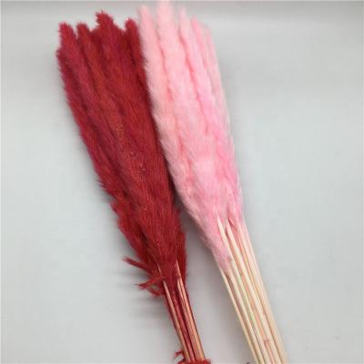 China Home Decoration Factory Supply Reed Sticks Dried Pampas Grass Plume Dry Phragmites Dried Flower for Shop Decorations for sale