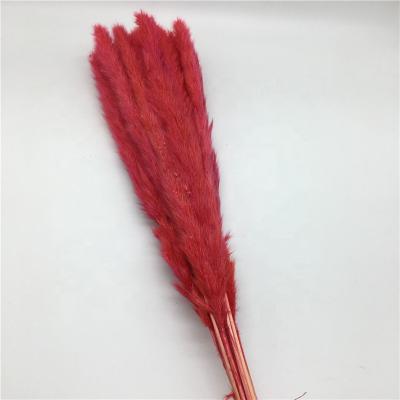 China Wholesale Home Decoration Red Color Reed Sticks Dried Pampas Grass Plume Dry Phragmites Dried Flower for Yunnan Home Decoration for sale