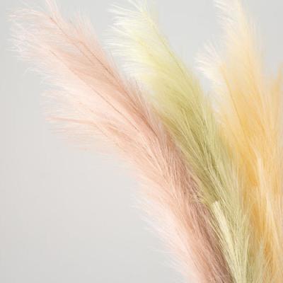 China Bridal Shop Home Decor Raw Color , Dry Pampas Grass Decor , Plants For Wedding Bouquets Arrangements for sale