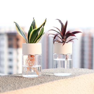 China New Living Room Office Home Decoration Modern Simple Hydroponic Transparent Pots Plastic Flower Pot for sale