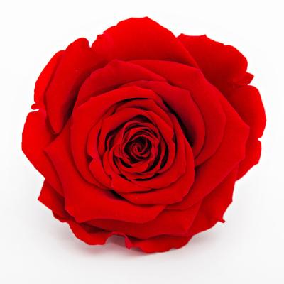 China Natural Touch Wholesale High Quality A-level 5~6cm Beautiful Preserved Rose Heads for sale