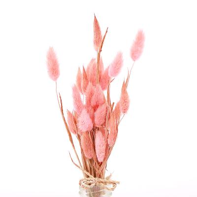 China Garden Hight Quality Colorful Bunny Tails Dry Fluffy Pampass Grass Flowers Preserved Rabbit Tail Lagurus for sale