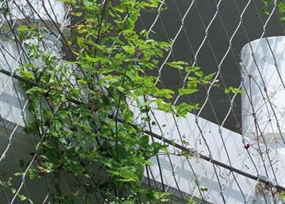 Κίνα AISI316 2.5mm Steel Wire Netting For Climbing Plants Corrosion Proof προς πώληση