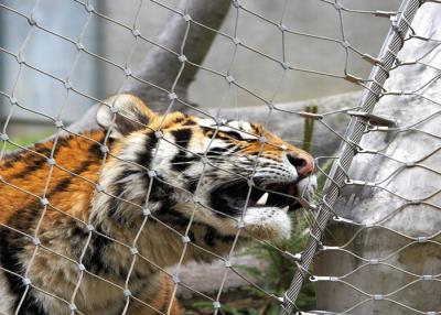 Chine maille de clôture d'animal de 3.0mm à vendre